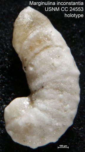 Marginulina inconstantia Cushman, 1938