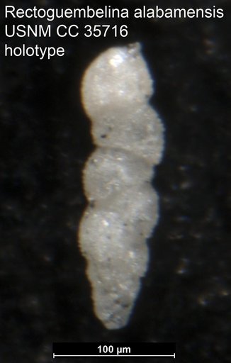 Rectoguembelina alabamensis Cushman, 1940