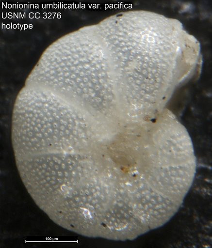 Nonionina umbilicatula var. pacifica Cushman, 1924