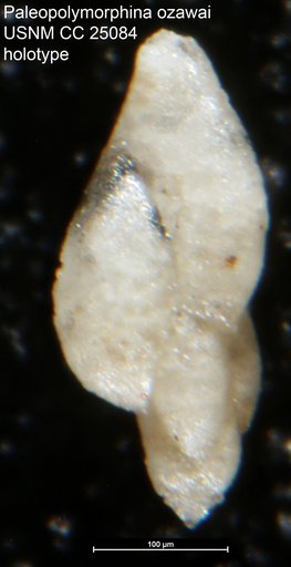 Paleopolymorphina ozawai Tappan, 1940