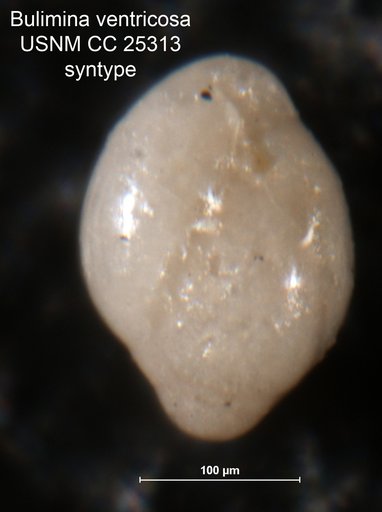 Bulimina ventricosa Brotzen, 1936
