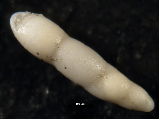 Pleurostomella nuttalli Cushman & Siegfus, 1939