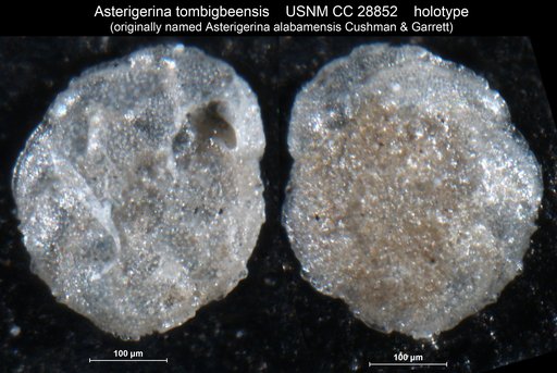 Asterigerina alabamensis Cushman & Garrett, 1939