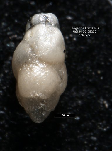 Uvigerina lirettensis Cushman & Ellisor, 1939