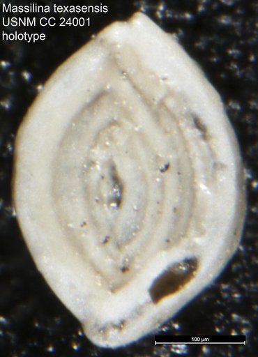 Massilina texasensis Cushman, 1937