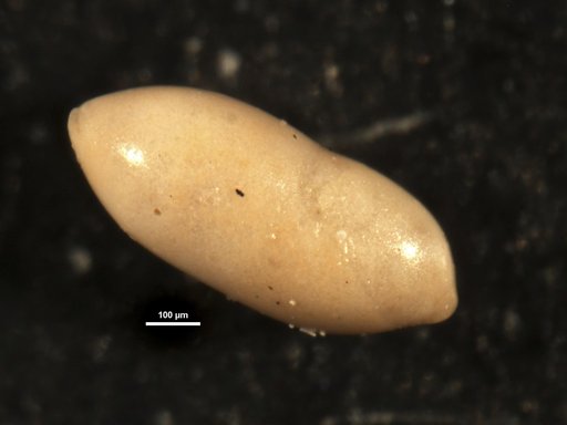 Ellipsopleurostomella stewarti Cushman & Siegfus, 1942
