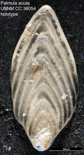 Palmula acuta Loeblich & Tappan, 1941