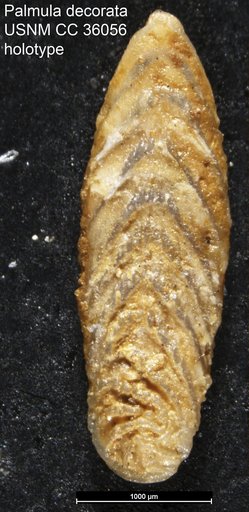 Palmula decorata Loeblich & Tappan Loeblich, 1941