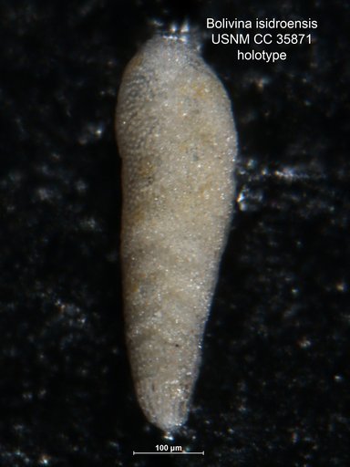 Bolivina isidroensis Cushman & Renz, 1941