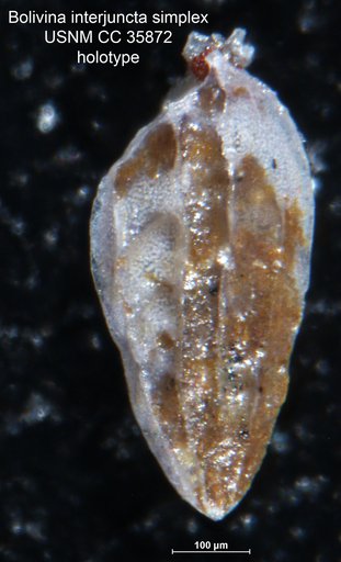 Bolivina interjuncta var. simplex Cushman & Renz, 1941