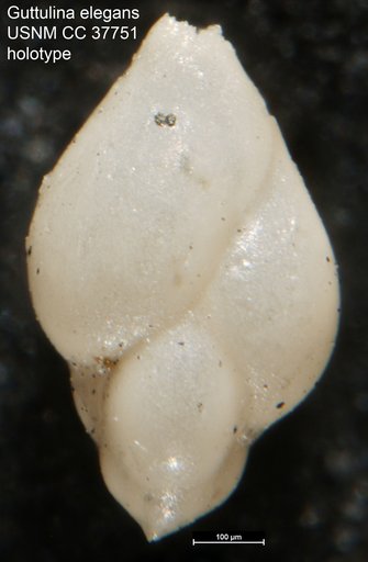 Guttulina elegans Dorsey, 1948