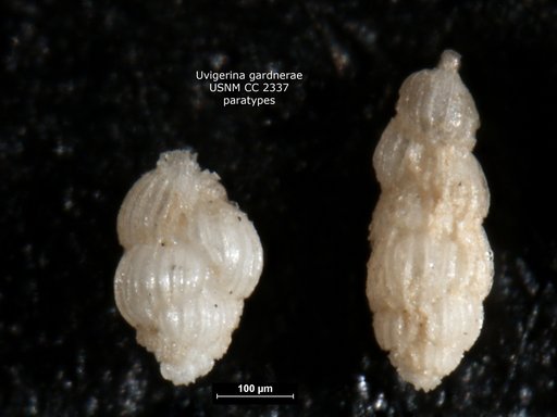 Uvigerina gardnerae Cushman, 1926