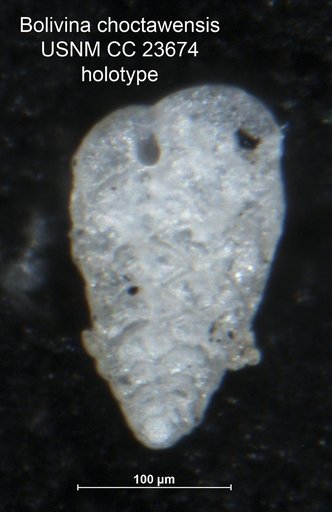 Bolivina choctawensis Cushman & McGlamery, 1937