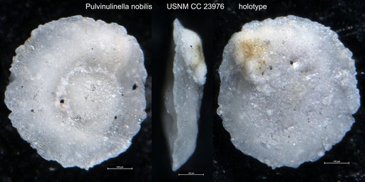 Pulvinulinella nobilis Bermúdez, 1937