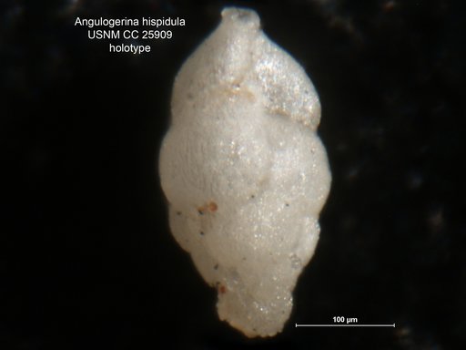 Angulogerina hispidula Cushman & McGlamery, 1939