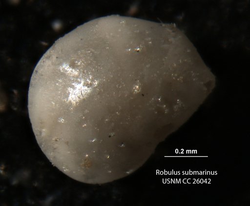 Robulus submarinus Cushman, 1939