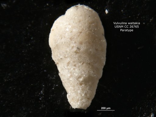 Vulvulina (Semivulvulina) waitakia Finlay, 1939