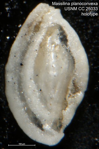 Massilina planoconvexa Tappan, 1940