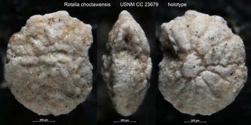 Rotalia choctawensis Cushman & McGlamery, 1938