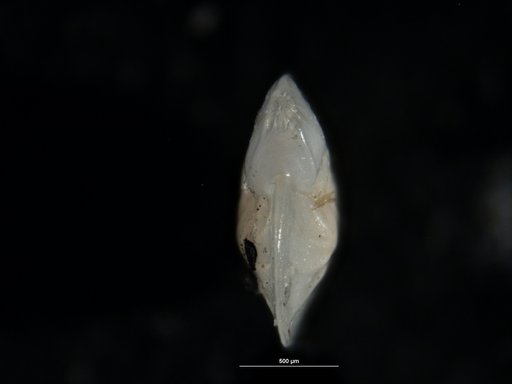 Robulus stephensoni Cushman, 1939