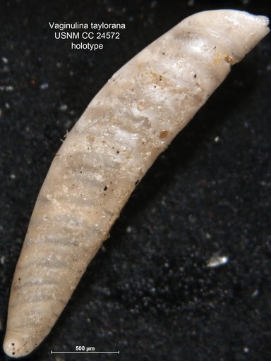Vaginulina taylorana Cushman, 1938