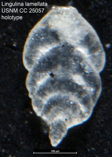 Lingulina lamellata Tappan, 1940