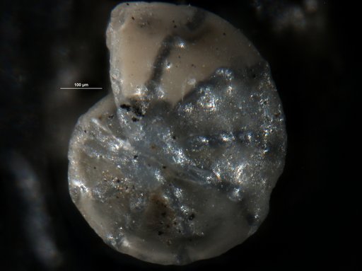 Robulus mayeri Cushman & Ellisor, 1939