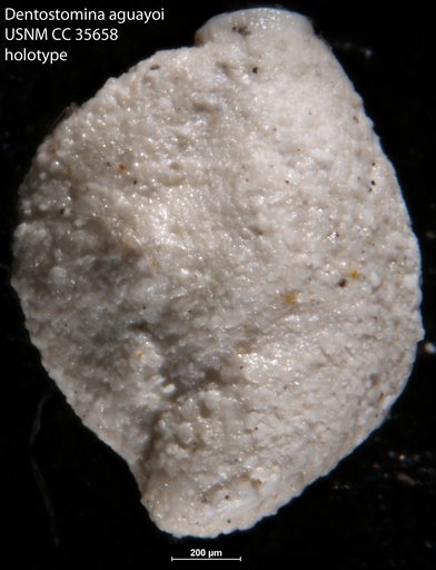 Dentostomina aguayoi Perez Farfante, 1939