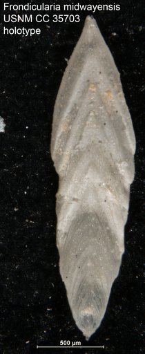Frondicularia midwayensis Cushman, 1940