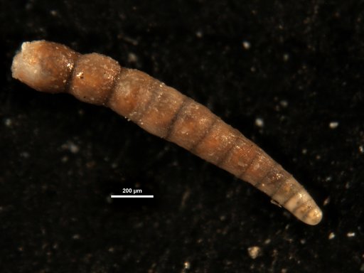 Dentalina basiplanata var. subsetigera Cushman & Deaderick, 1942