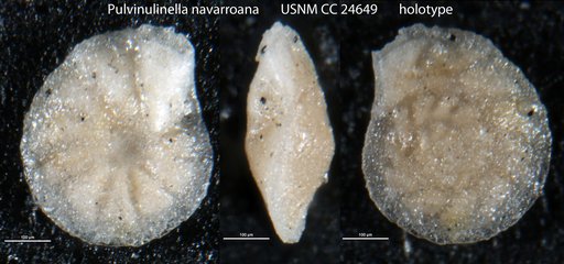 Pulvinulinella navarroana Cushman, 1938