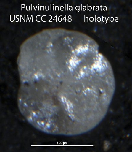 Pulvinulinella glabrata Cushman, 1938