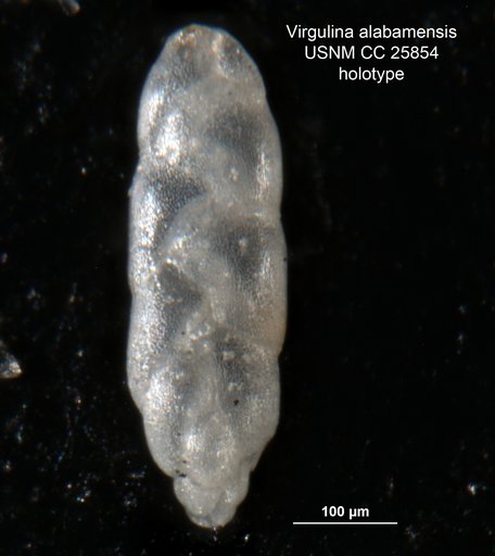 Virgulina alabamensis Cushman & McGlamery, 1939