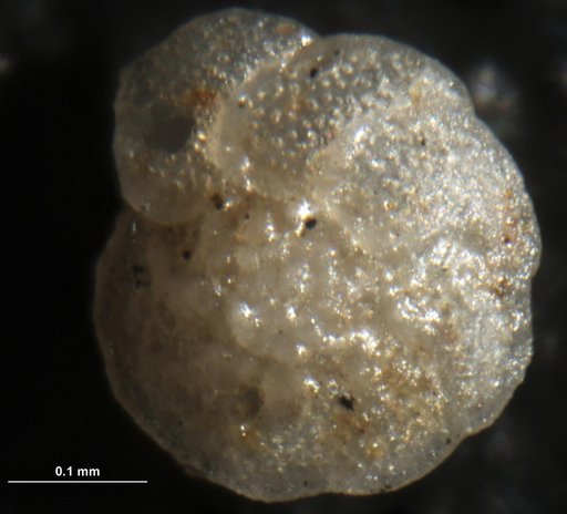 Truncatulina pseudoungeriana Cushman, 1922