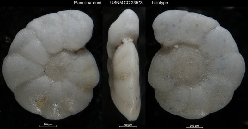Planulina leoni Bermúdez, 1937