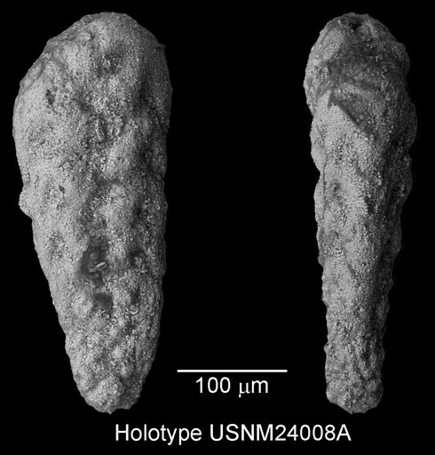 Bolivinoides austinana Cushman, 1937