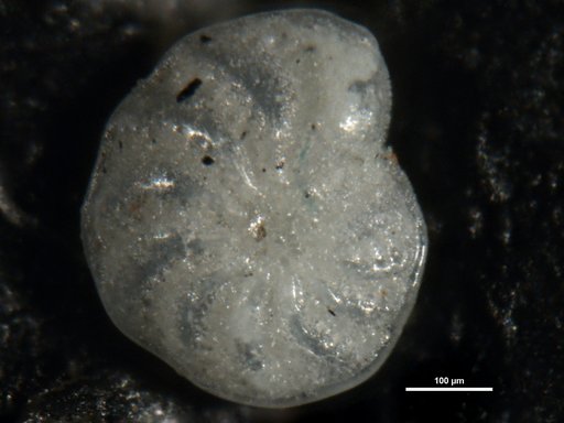 Polystomella advenum Cushman, 1922