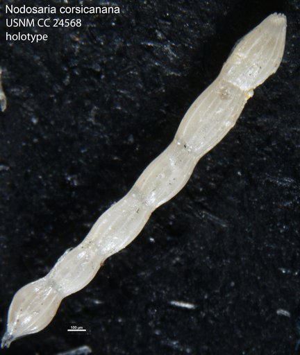 Nodosaria corsicanana Cushman, 1938