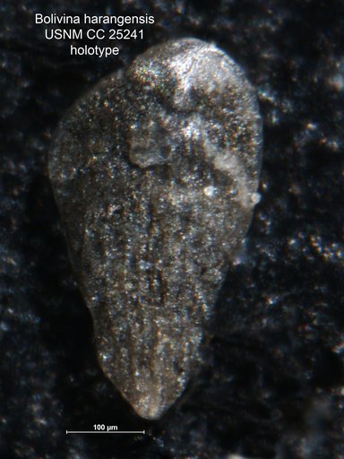 Bolivina harangensis Cushman & Ellisor, 1939