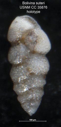 Bolivina suteri Cushman & Renz, 1941