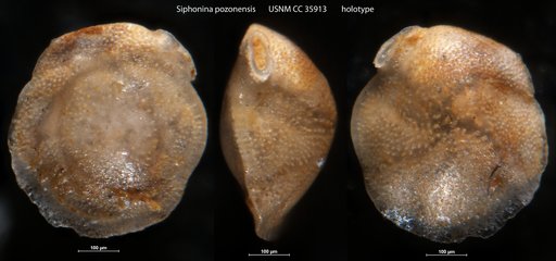 Siphonina pozonensis Cushman & Renz, 1941