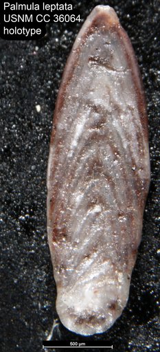 Palmula leptata Loeblich & Tappan, 1941