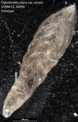 Flabellinella plana var. striata Loeblich & Tappan Loeblich, 1941