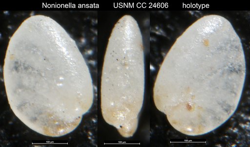 Nonionella ansata Cushman, 1938