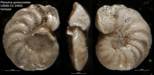 Planulina spissocostata Cushman, 1938