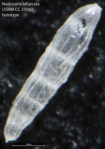 Nodosaria bifurcata Tappan Loeblich, 1940