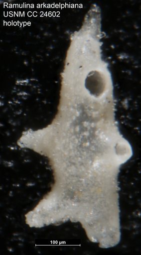 Ramulina arkadelphiana Cushman, 1938