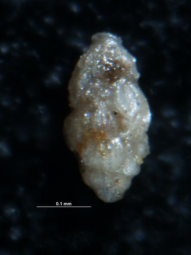 Angulogerina germanica Cushman & Edwards, 1938