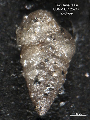Textularia teasi Cushman & Ellisor, 1939