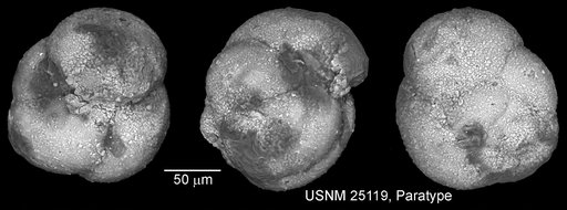 Globigerina graysonensis Tappan Loeblich, 1940
